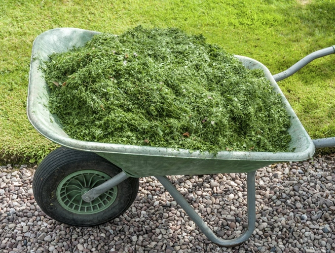 Grass clippings can be used as a natural mulch for your garden.