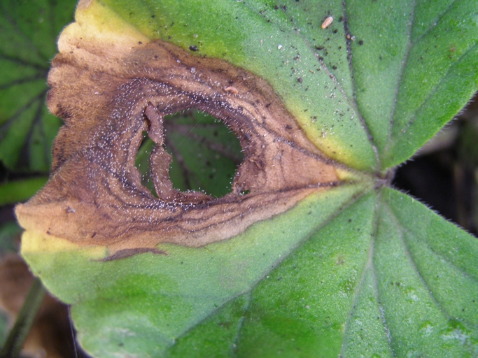 Gray mold is a type of fungus that can affect plants, causing spots on the leaves.