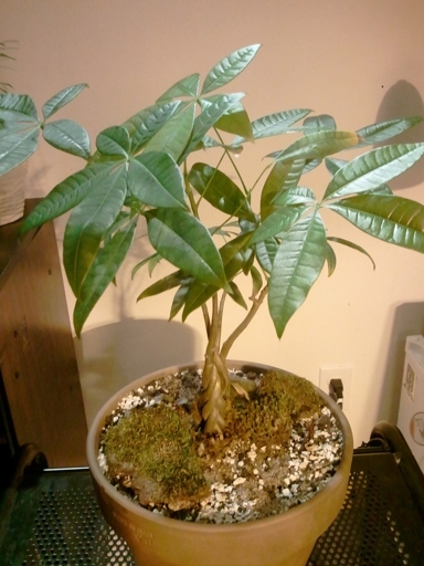 Grow lights are a great way to improve humidity for your money tree.
