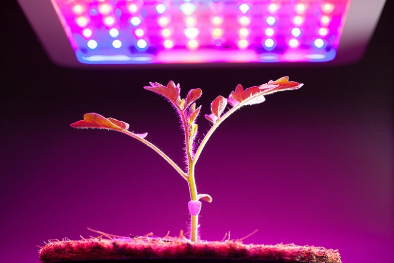 Grow lights are a type of artificial light that is used to help plants grow.
