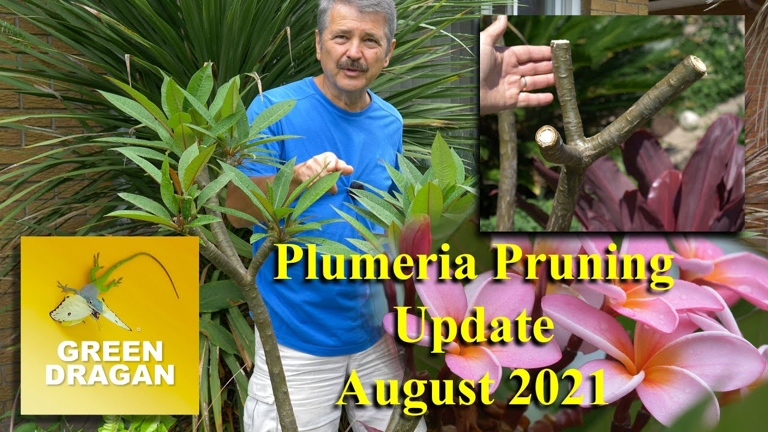 Hard pruning plumeria will keep it small and manageable.