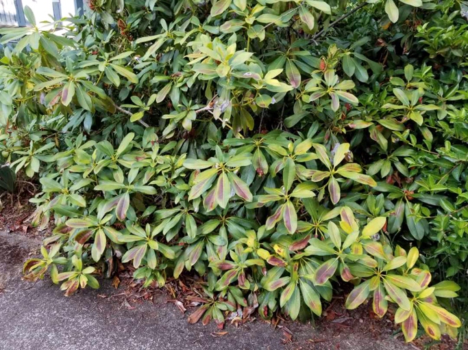 Heat stress and sunburn are two of the most common problems that can affect Rhododendron plants. 1.