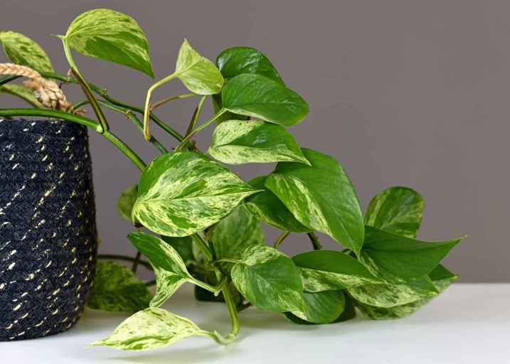 Herbal water spray is a great way to keep your pothos plants healthy and free of pests.