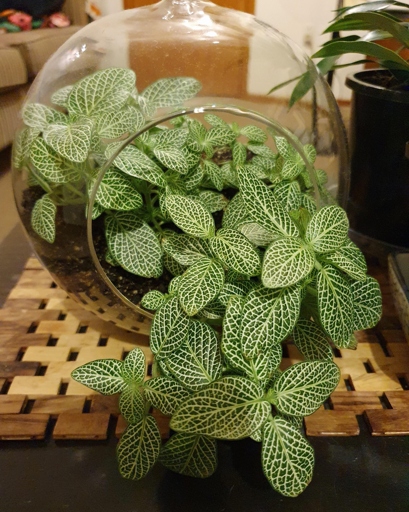 Here are 11 possible causes and how to fix them. If your Fittonia's leaves are curling, it could be caused by any number of things, from too much sun to too little water.