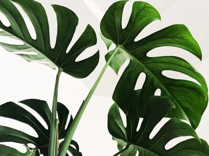 Here are 8 easy ways to fix it. If your Monstera leaves are turning brown, it's likely due to underwatering.