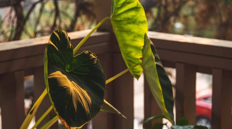 Here are 9 possible causes and solutions. If your elephant ear leaves are turning brown, it could be caused by anything from too much sun to too little water.