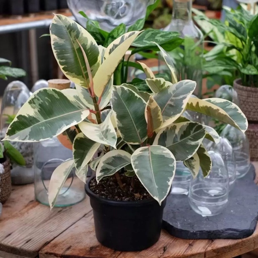 Here are some common problems and how to fix them. Ficus Elastica Tineke, or rubber plants, are a popular houseplant, but they can be finicky.