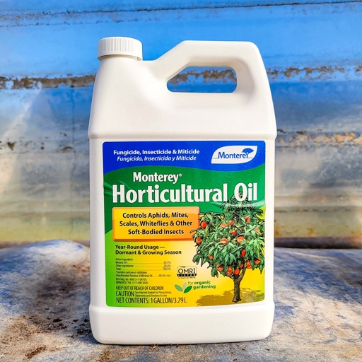 Horticultural oils are effective at getting rid of spider plant bugs.