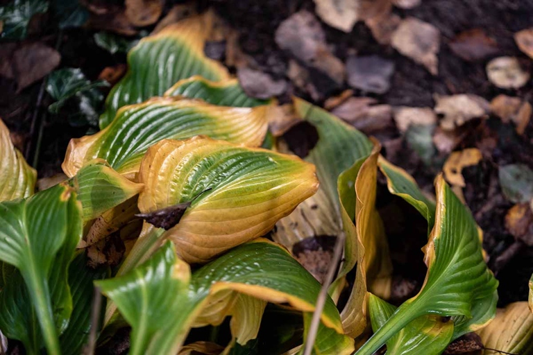 Hosta plants are common in home gardens, but they are susceptible to a number of diseases.