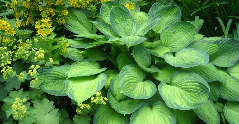 Hostas are a great plant to grow in containers because they are low-maintenance and can tolerate a wide range of soil and light conditions.