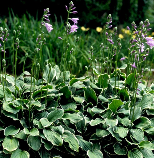 Hostas are a type of perennial plant that can be planted in the spring.
