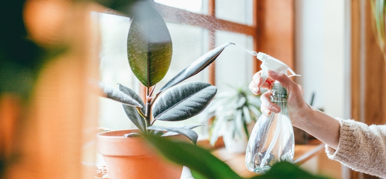 Houseplants can help improve our skin health by purifying the air and providing us with extra oxygen.
