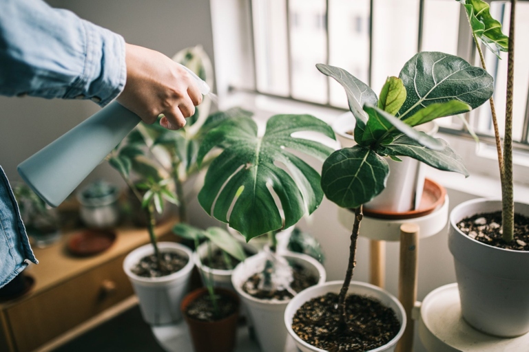 Houseplants can improve your health in many ways, from reducing stress to purifying the air.