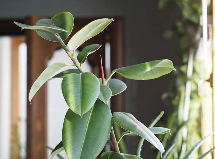 How often to water your rubber plant depends on the humidity in your home.