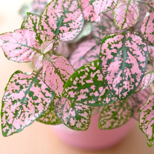 However, like all plants, it needs the correct nutrition in order to thrive. The polka dot plant is a beautiful houseplant that is easy to care for.