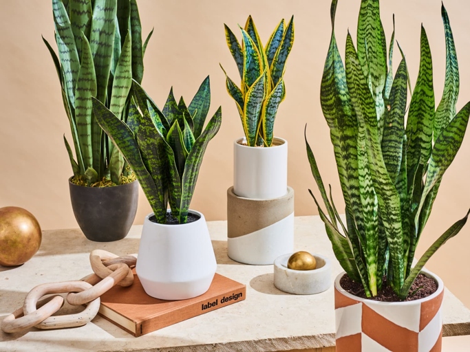 However, some have wondered if it is safe for their pets, specifically cats and dogs. Sansevieria Francisii, or African Spear, is a common houseplant that is known for its easy care.