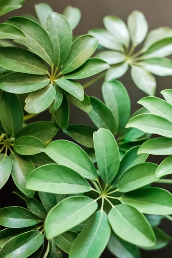 However, too much water can cause root rot, which can make leaves curl. Schefflera, also known as umbrella tree, is a popular houseplant because it is easy to care for and tolerates low light.