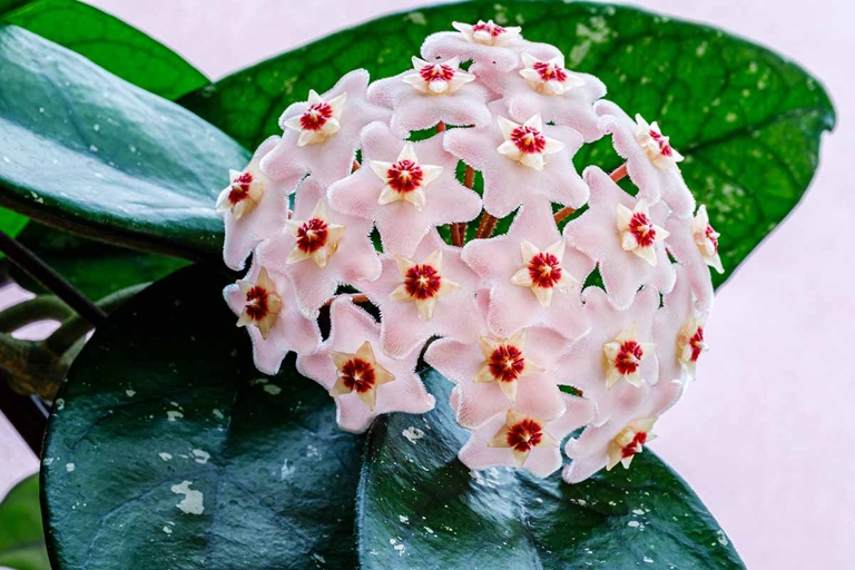 Hoya plants are native to tropical and subtropical regions of Asia, so they thrive in humid environments.