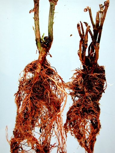 Hydrangea root rot is a serious problem that can kill your plant.