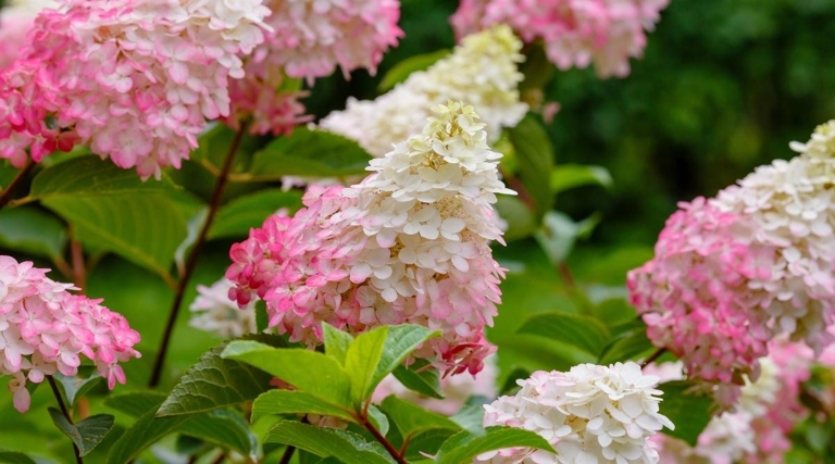 Hydrangeas are a popular garden shrub, but many gardeners don't realize that they can actually grow in full sun.