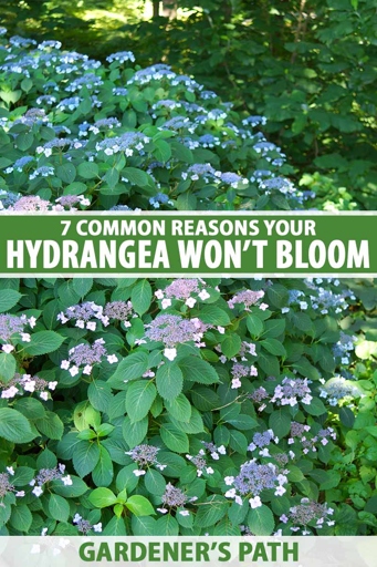 Hydrangeas are a popular summer flower, but they can be finicky in the heat.