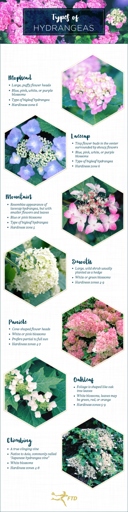 Hydrangeas are known for their large, showy flowers, but did you know that they can also change colors?