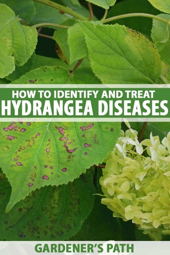 Hydrangeas are susceptible to a number of fungal diseases, the most common of which is root rot.