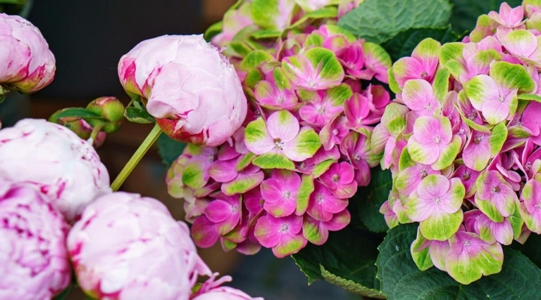 Hydrangeas require well-drained, moist soil, while peonies prefer drier conditions.