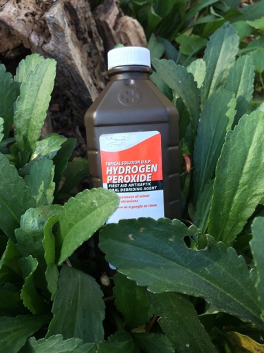 Hydrogen peroxide is an effective way to kill root rot.