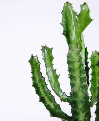 If a cactus is wilting, has wrinkled or soft skin, and/or its leaves are falling off, it is most likely underwatered.