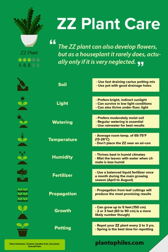 If a ZZ plant becomes dehydrated, it is likely due to not enough water, light, or humidity.