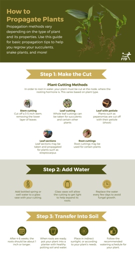 If propagation isn't successful, you can try again with fresh cuttings or try a different propagation method.