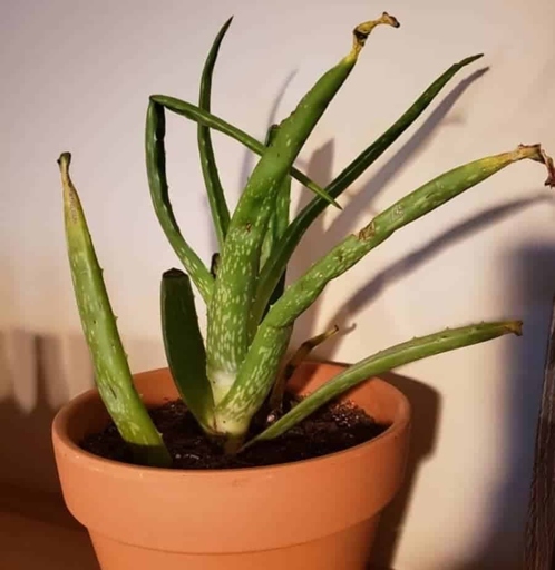 If the air in your home is too dry, your aloe vera plant may develop black spots on its leaves.