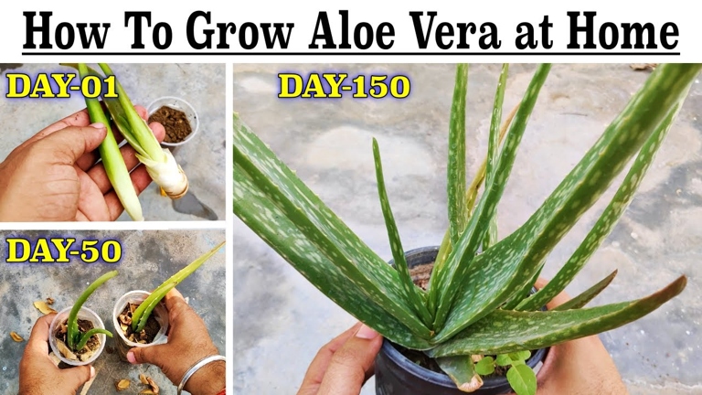 If the aloe vera plant has no roots, it cannot regrow them.
