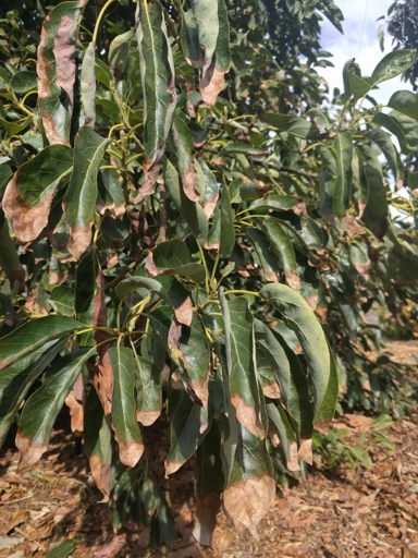 If the growing conditions for your avocado plant are not ideal, the leaves may start to dry up.