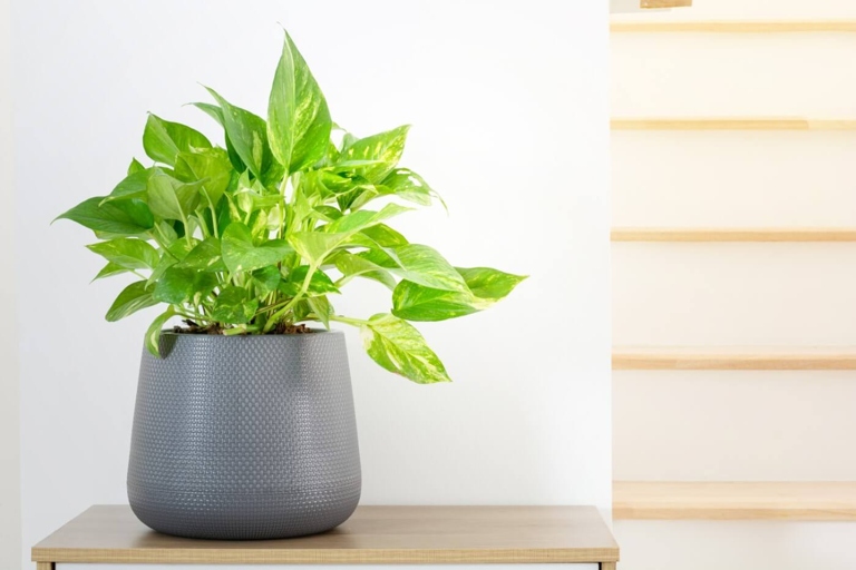 If the humidity in your home is too low, your pothos plant will start to suffer.