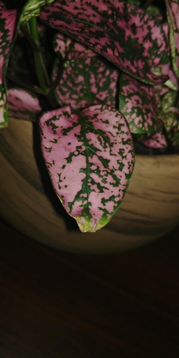 If the humidity is too low, the polka dot plant's leaves will become crispy.