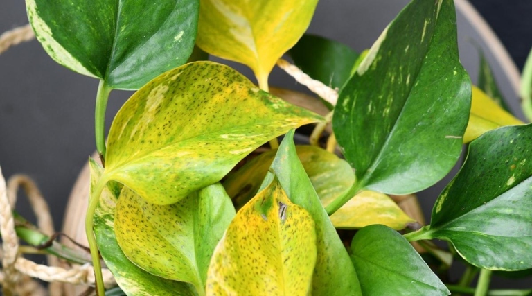 If the leaves are yellow or pale, then your plant is not getting enough light. To check how much light your pothos is getting, simply look at the leaves. If the leaves are green and vibrant, then your plant is getting enough light.