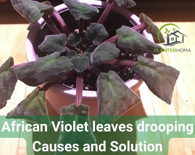 If the leaves of your African Violet are wilting and drooping, it is likely that the plant is not getting enough water.
