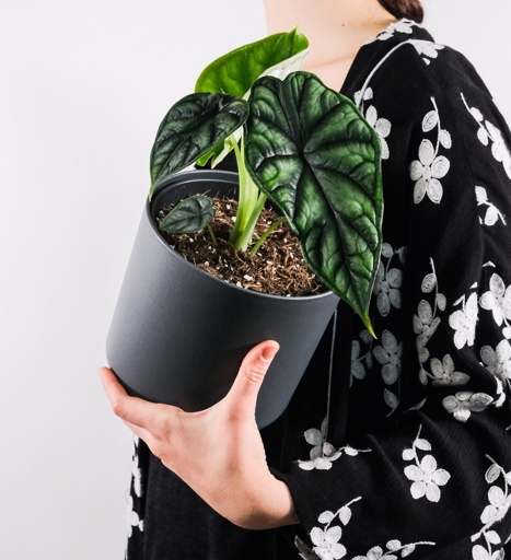If the leaves of your Alocasia are curling, it is likely due to low humidity.