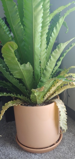If the leaves of your bird's nest fern are turning yellow, it is likely due to a lack of moisture.