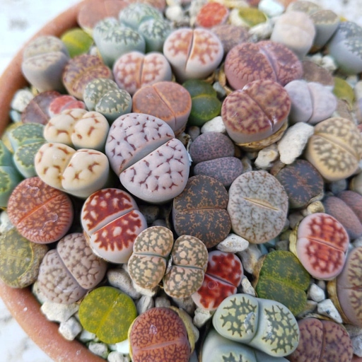 If the leaves of your Lithops are starting to look transparent and feel mushy, it's time to propagate.