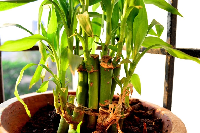 If the leaves of your lucky bamboo plant are turning brown and drying out, it is likely due to sunburn.