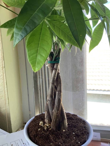 If the leaves of your money tree are drooping and the soil is dry, it is likely that the humidity is too low.