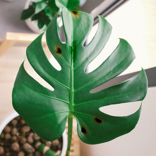 If the leaves of your Monstera are turning black, it is likely due to low humidity.
