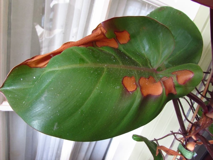If the leaves of your Philodendron have dry or brown margins, it is a sign that the plant is experiencing temperature stress.