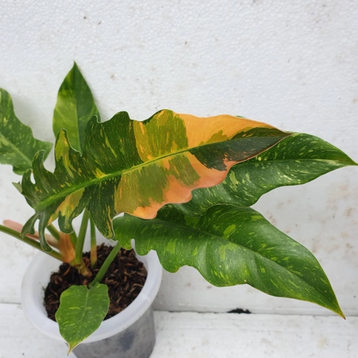 If the leaves of your Philodendron Ring of Fire are curling, it could be a sign that the plant is not getting enough water.