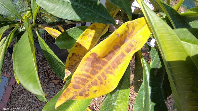 If the leaves of your plumeria are turning yellow, it is likely due to overwatering.
