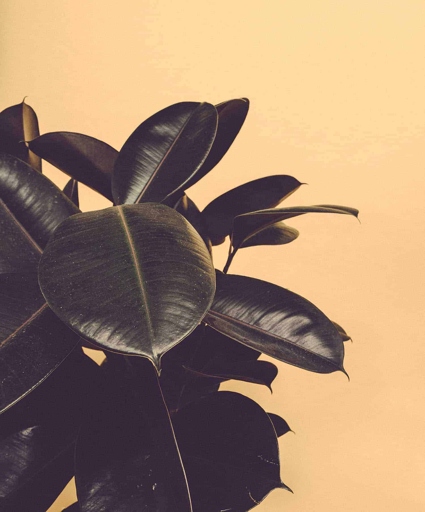 If the leaves of your rubber plant are drooping, it's time to water it.