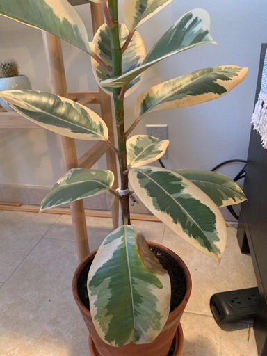 If the leaves of your rubber plant have brown spots, it could be due to low humidity.